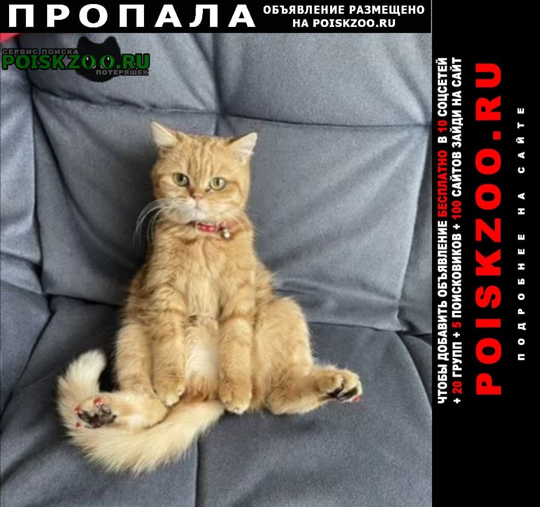 Ярославль Пропал кот