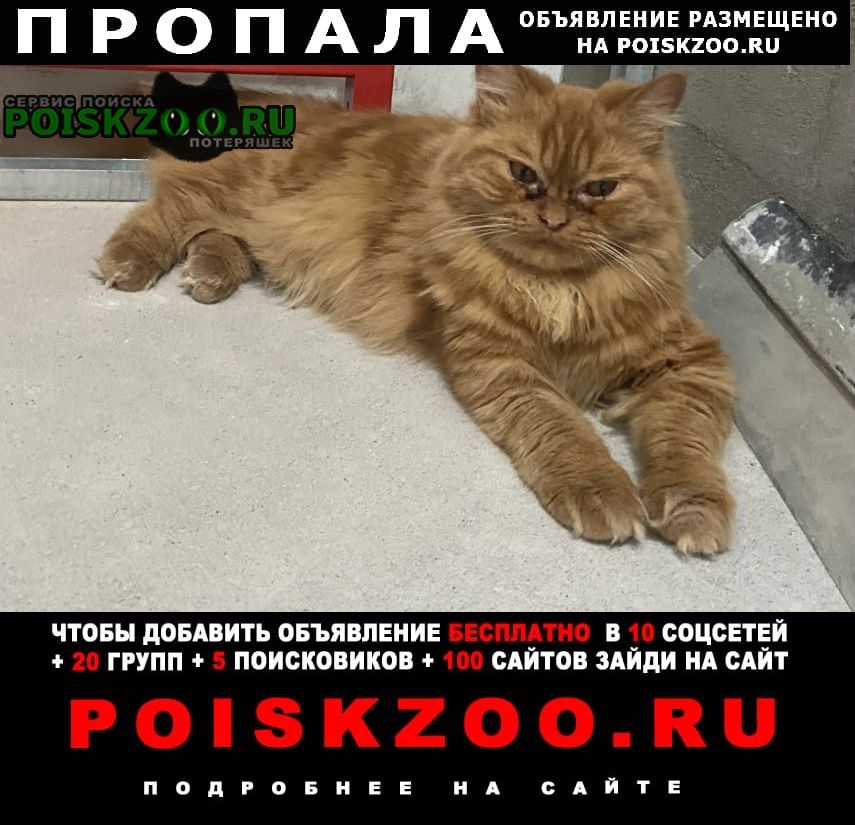 Пропала кошка рыжая пушистая кошка Новосибирск