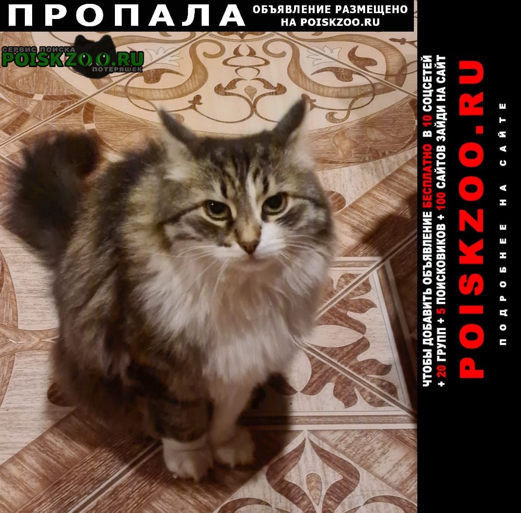 Пропала кошка Муся Медведево, муся, бело-серый и слегка черный, кошка очень...