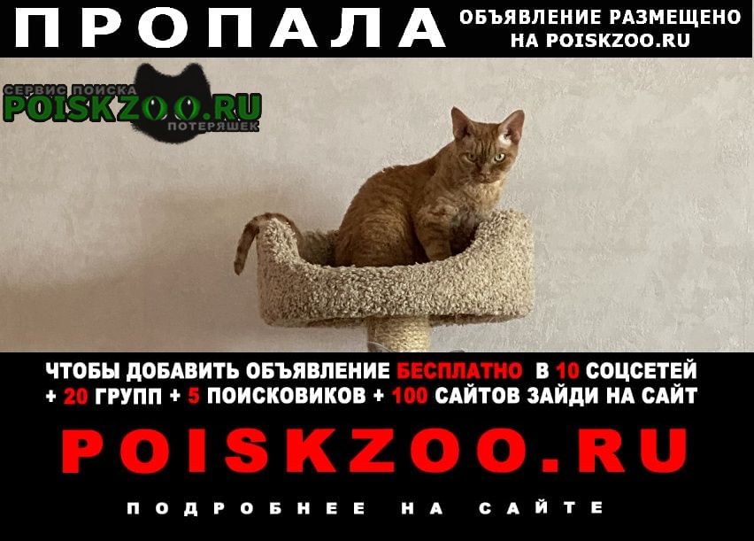Пропал кот Малоярославец