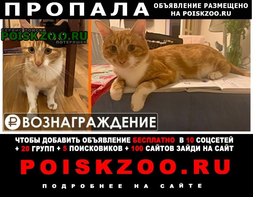 Санкт-Петербург Пропал кот в московском районе
