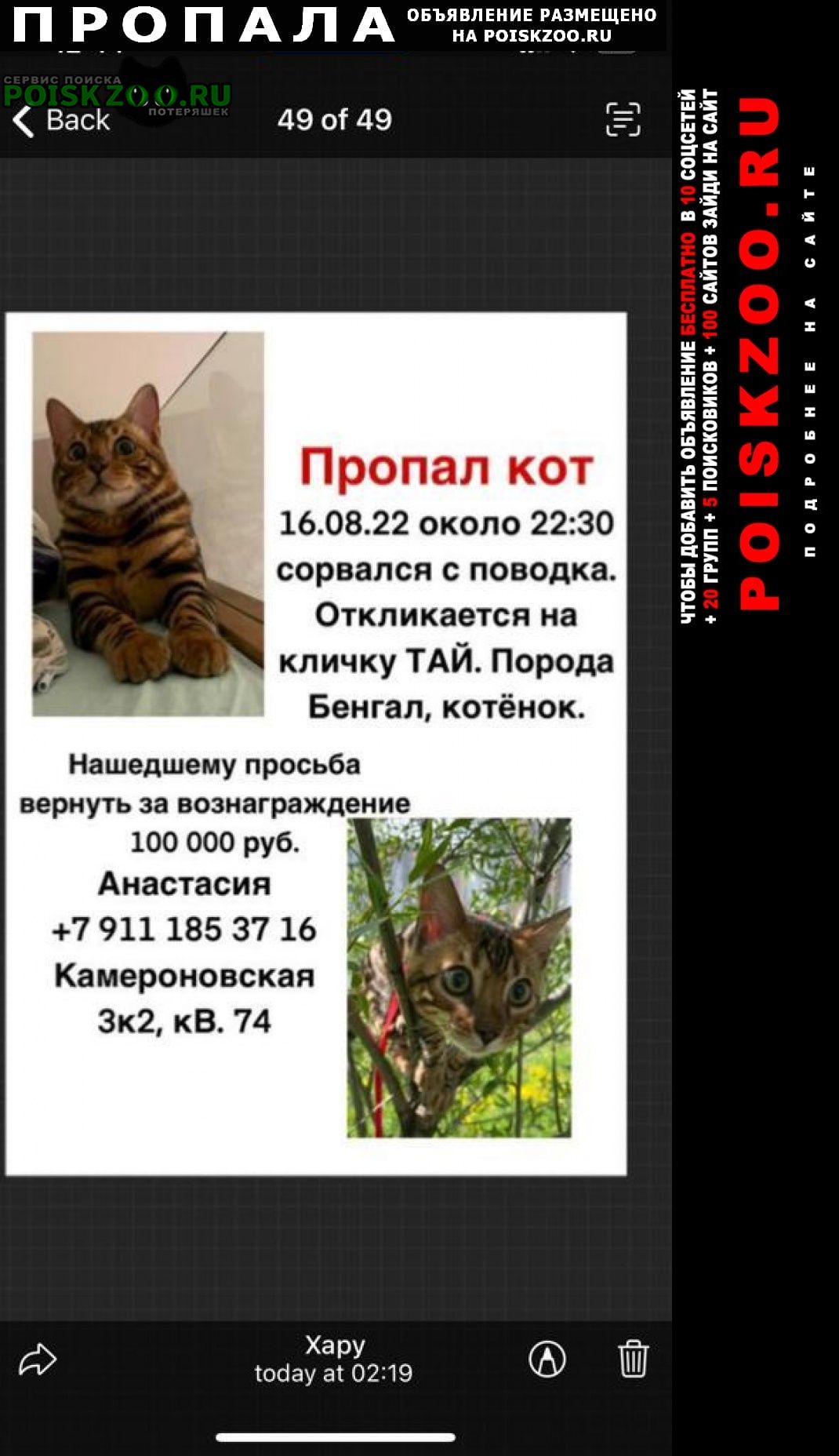 Пропал кот бенгал в районе камероновской ул Пушкин