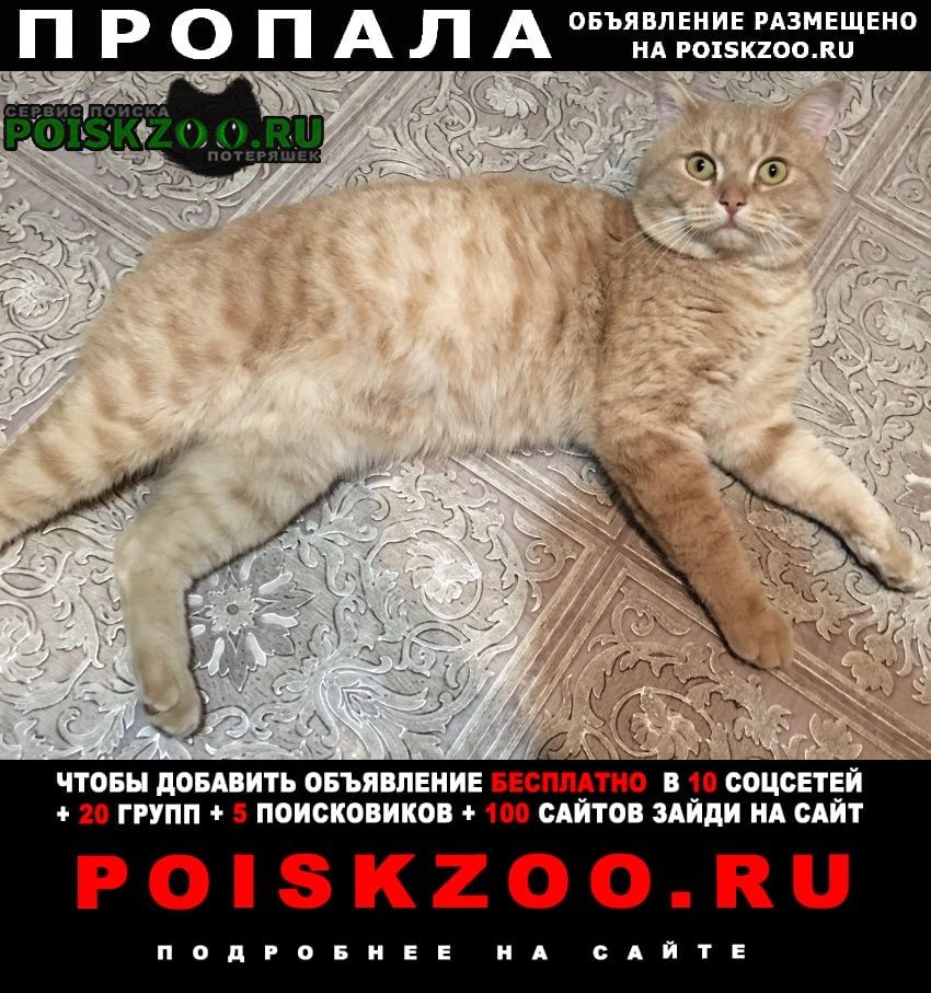 Челябинск Пропал кот 18 июля 2022г в снт полёт-2