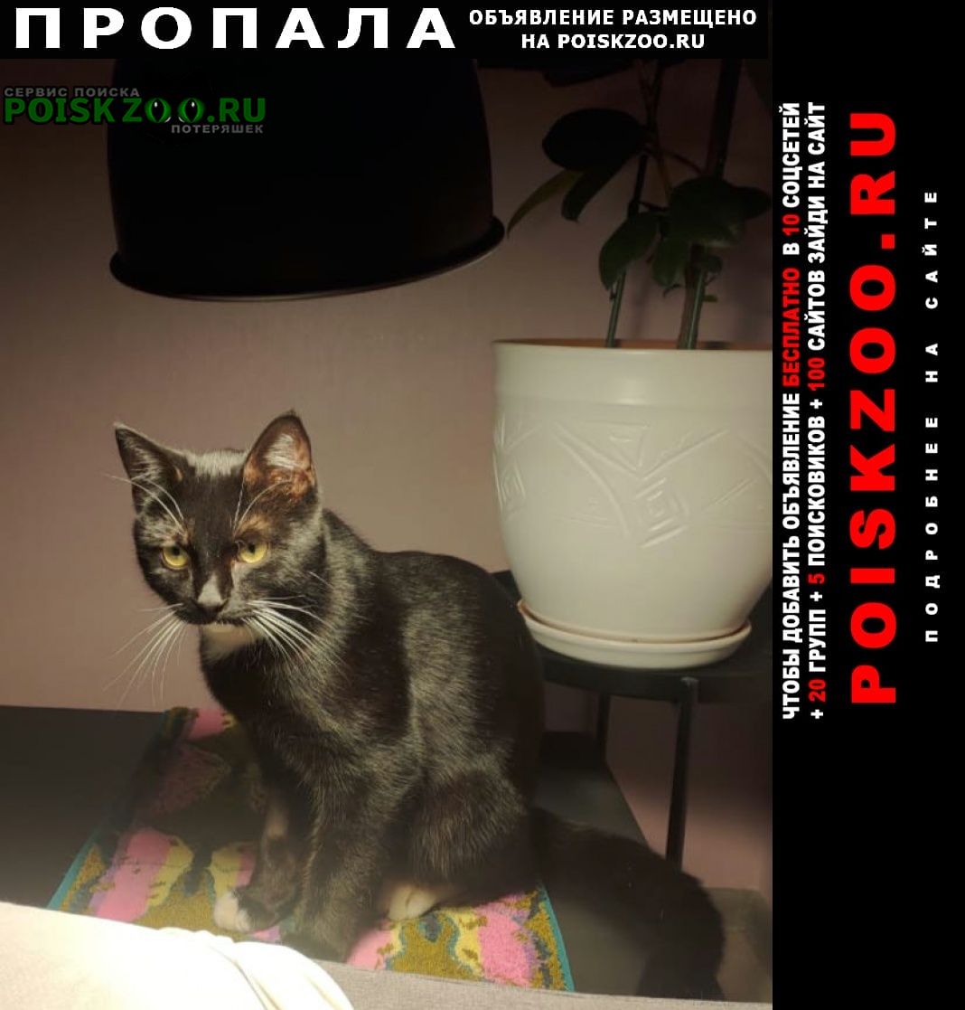 Краснознаменск (Московская обл.) Пропал кот
