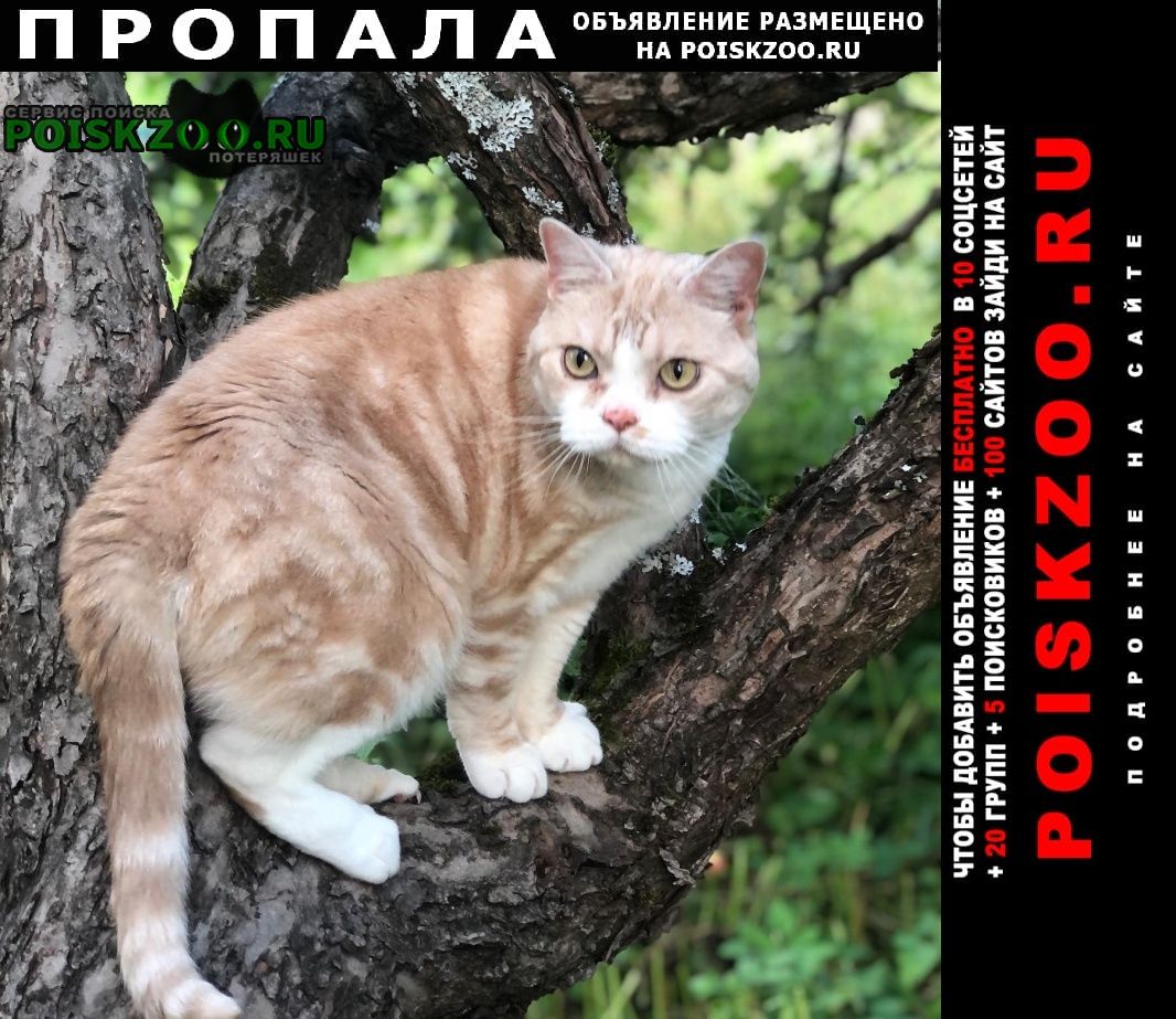 Луга Пропал кот 18.08 на ул. новопроложенная