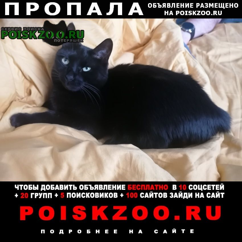 Видное Пропала кошка черная гладкошерстая кошка