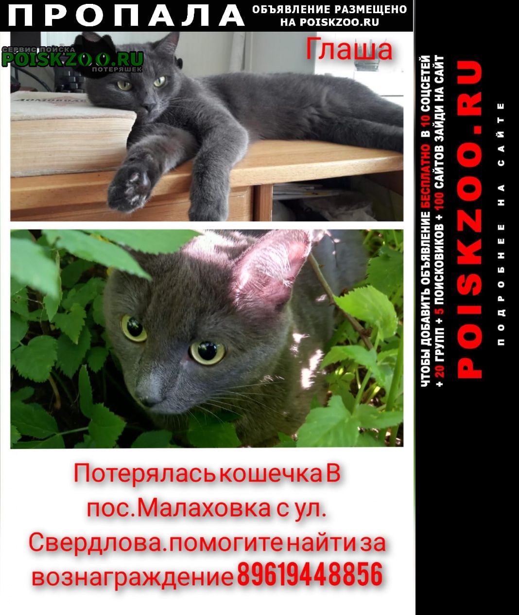 Пропала кошка 3 августа с ул.свердлова пос. Малаховка