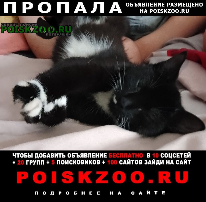 Якутск Пропала кошка черная с белым воротником и белым усиком