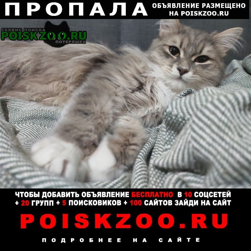 Омск Пропал кот