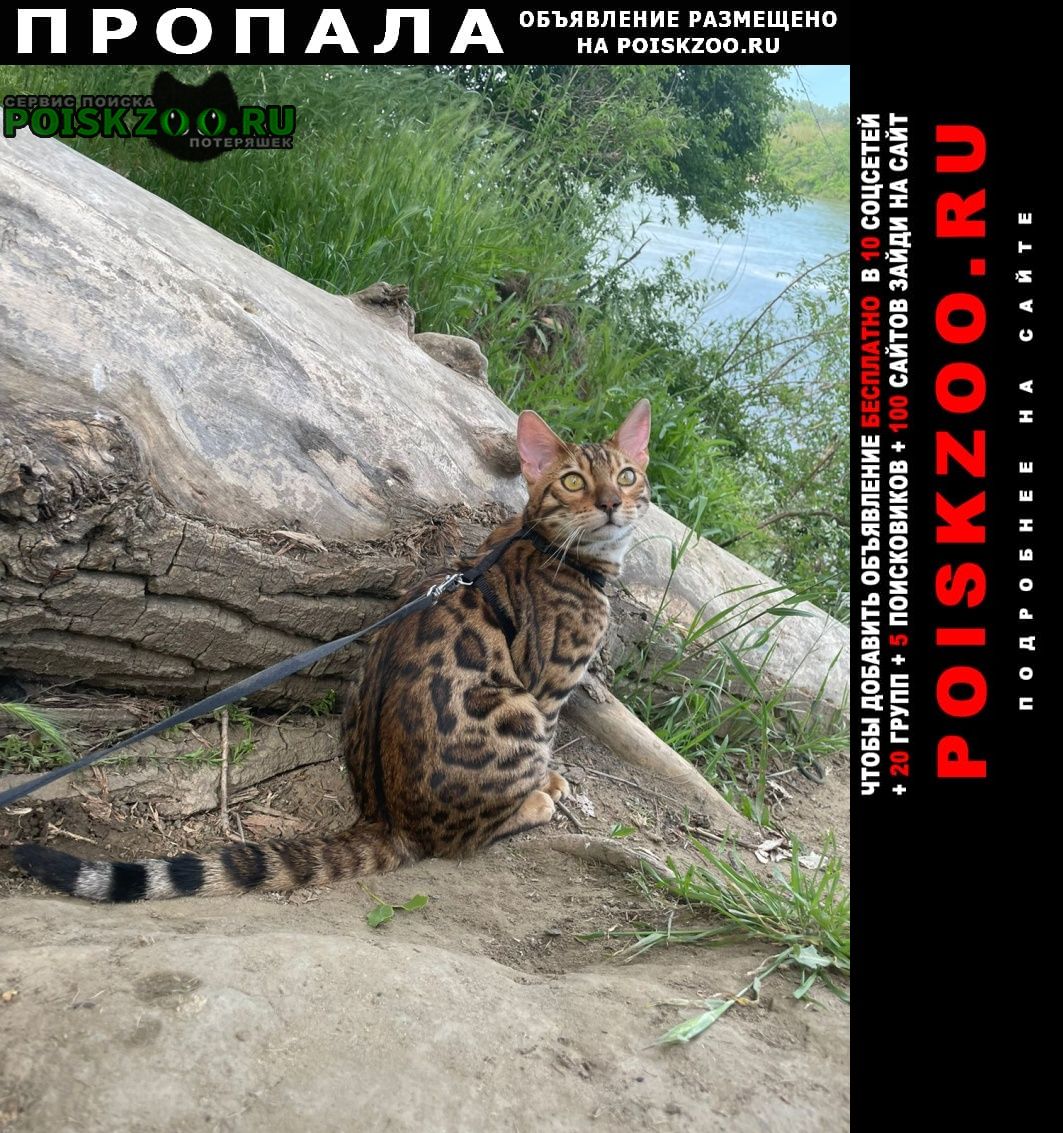 Пропал котенок, бенгал, 10 месяцев Новороссийск