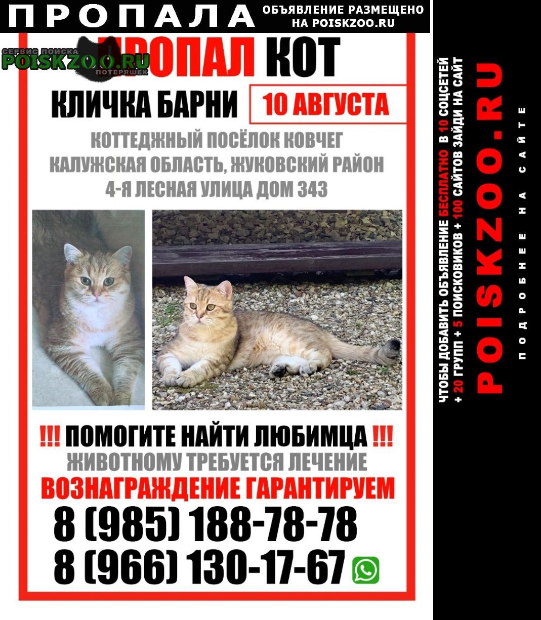 Жуковский Пропал кот сбились с ног искать, просим помощи в по