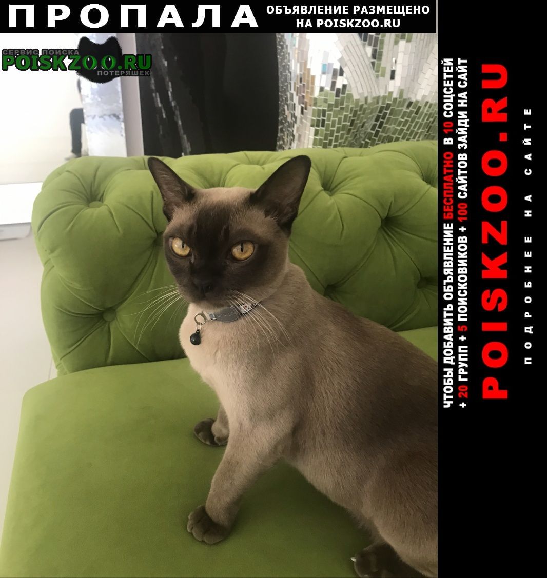 Пропал кот бирманской породы Ростов-на-Дону