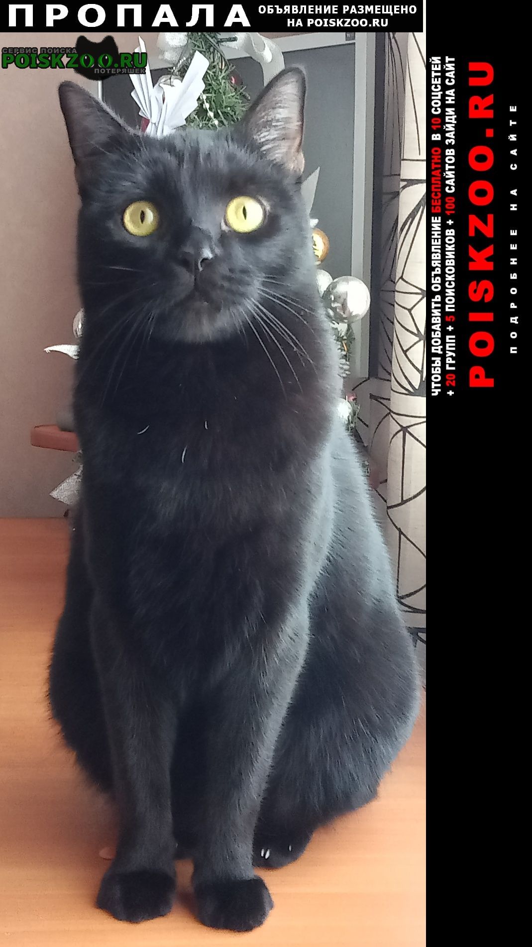 Нижний Тагил Пропал кот черный кот