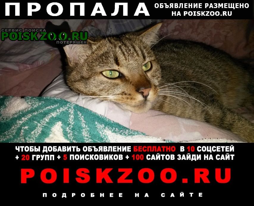 Александровская Пропал кот