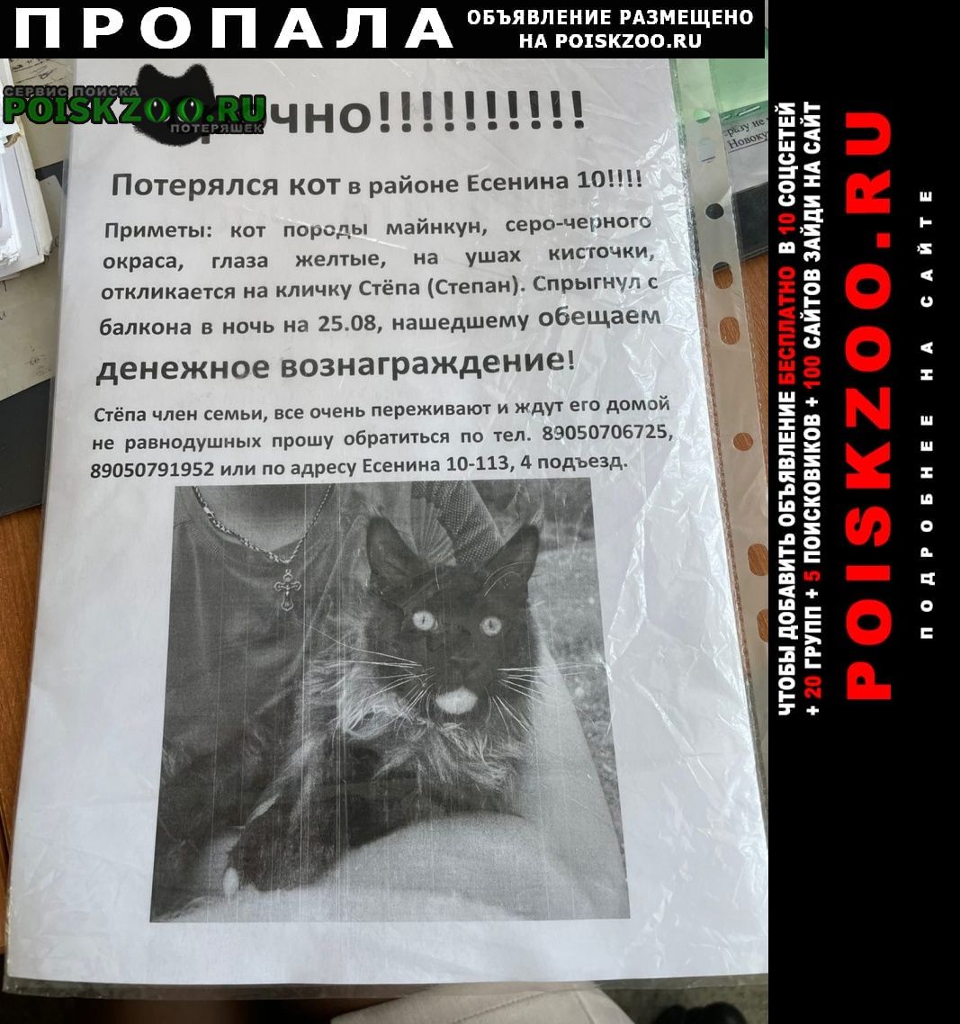 Пропал кот помогите найти Прокопьевск