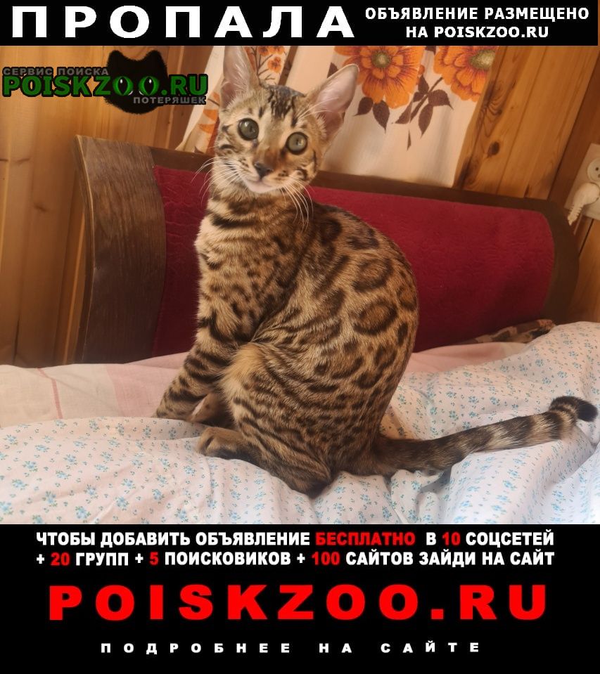 Нижний Новгород Пропала кошка бенгалка