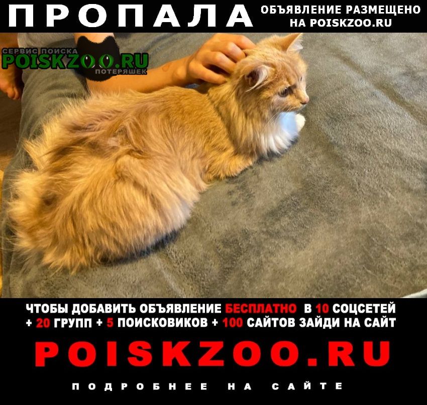 Пропала кошка рыжая кошка Красногорск
