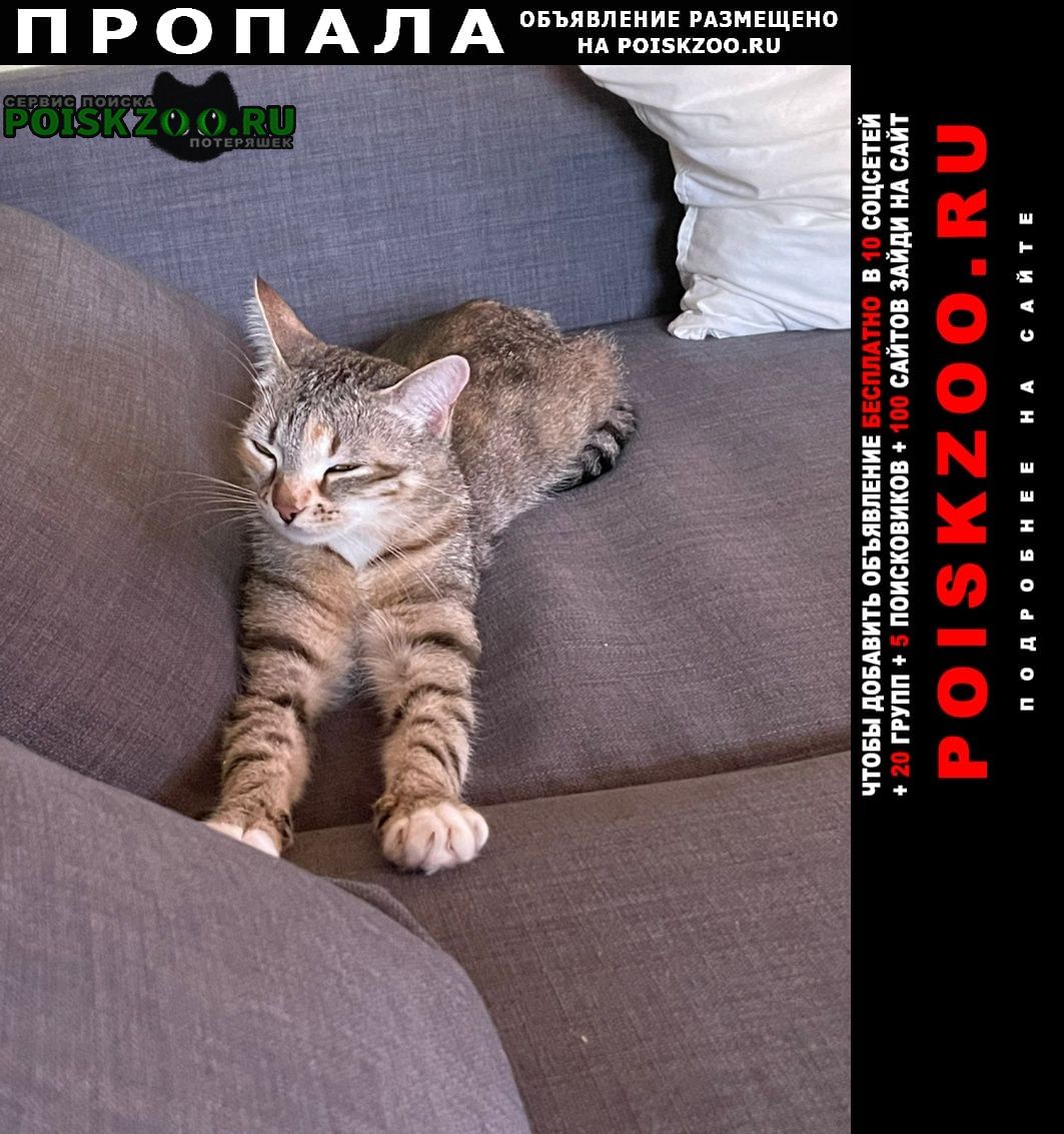 Пропала кошка девочка, шпротного окраса Москва