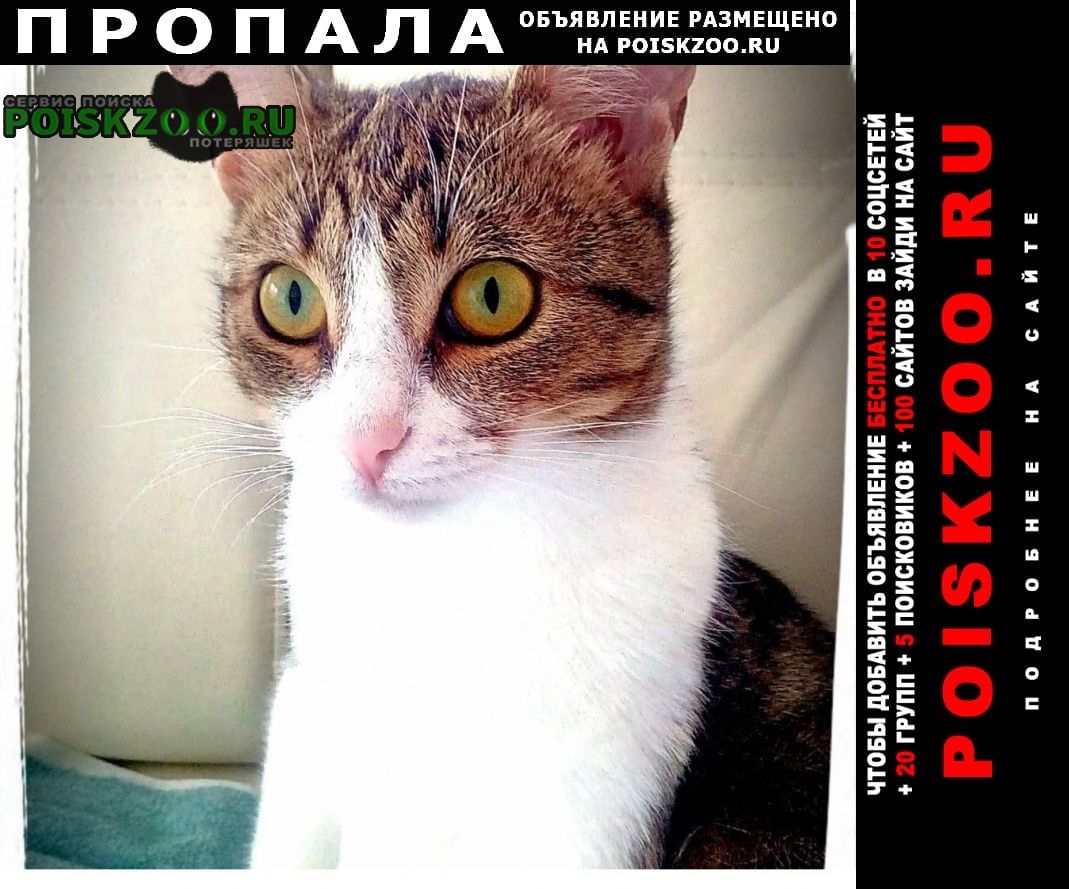 Пропала кошка нужна помощь в поиске Ростов-на-Дону