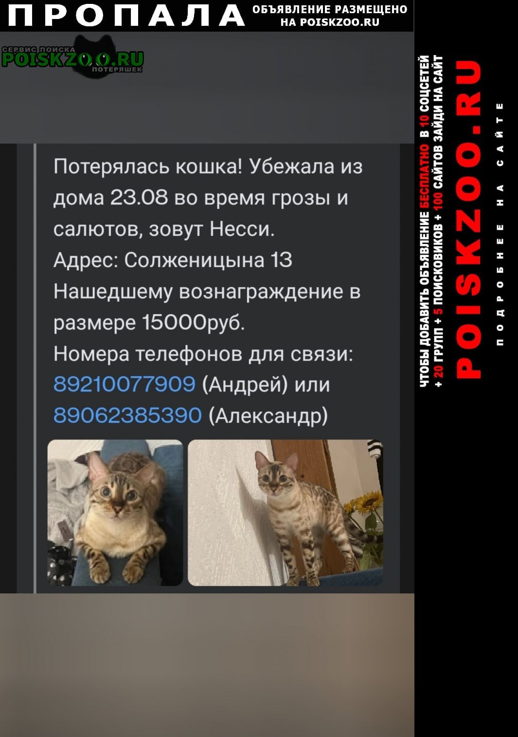 Калининград (Кенигсберг) Пропала кошка 15 000 вознаграждение