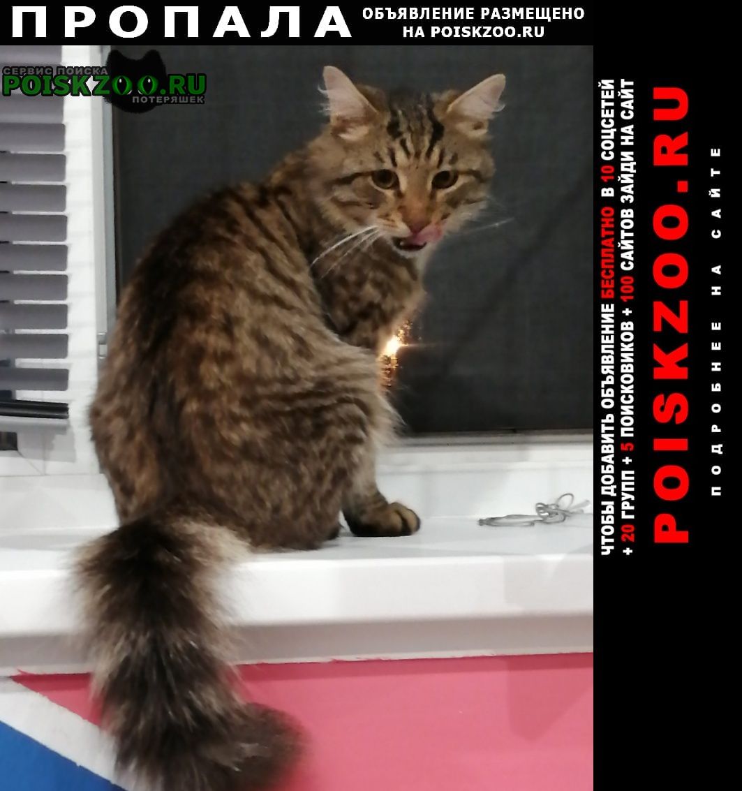 Иваново Пропал кот в районе ново-талицы. 2 года