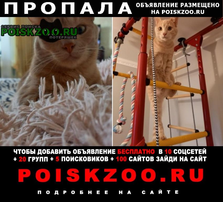 Пропал кот рыжий в районе кулакова 47/4 Ставрополь