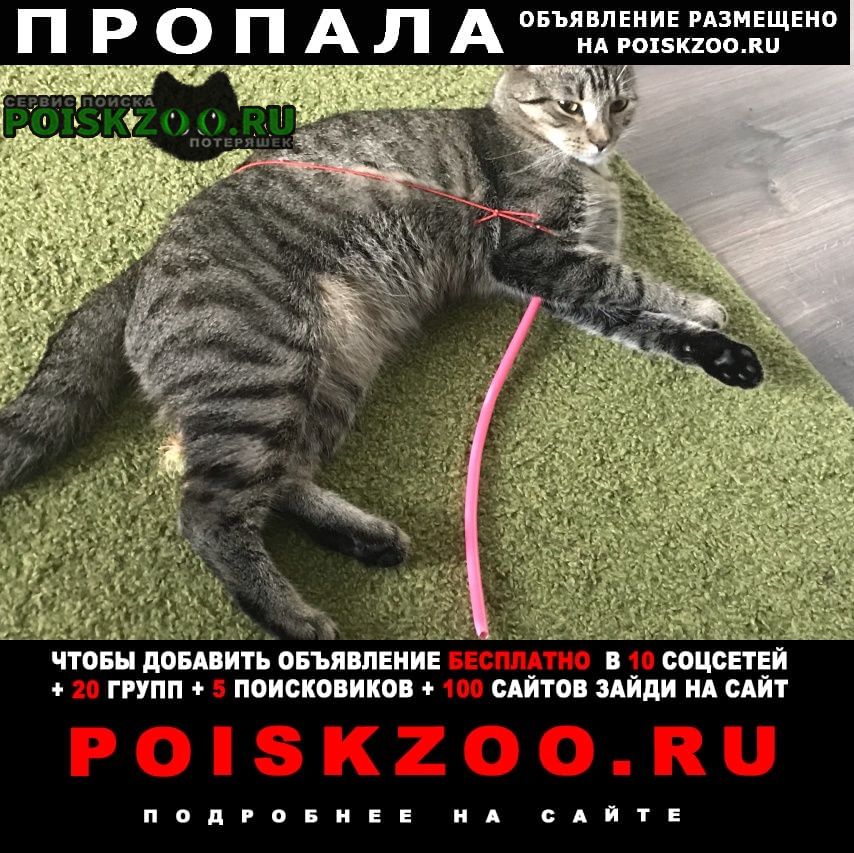 Пропала кошка. Санкт-Петербург