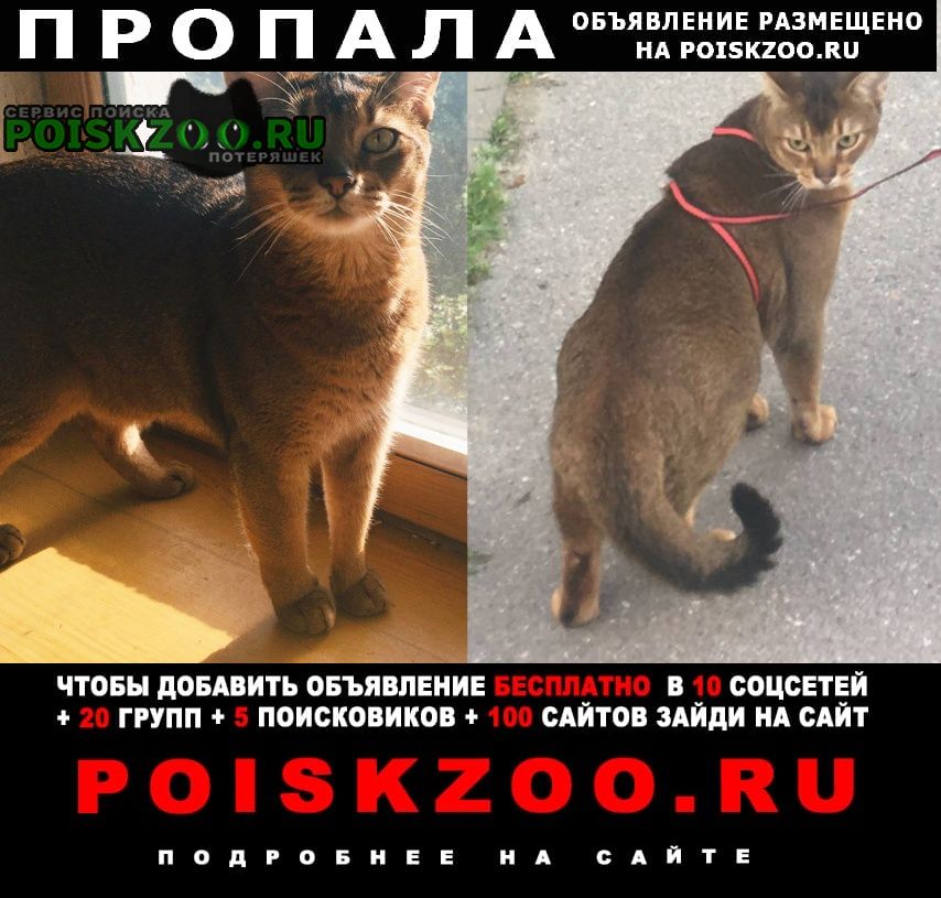 Пропал кот абиссинец, спб, московский район Санкт-Петербург