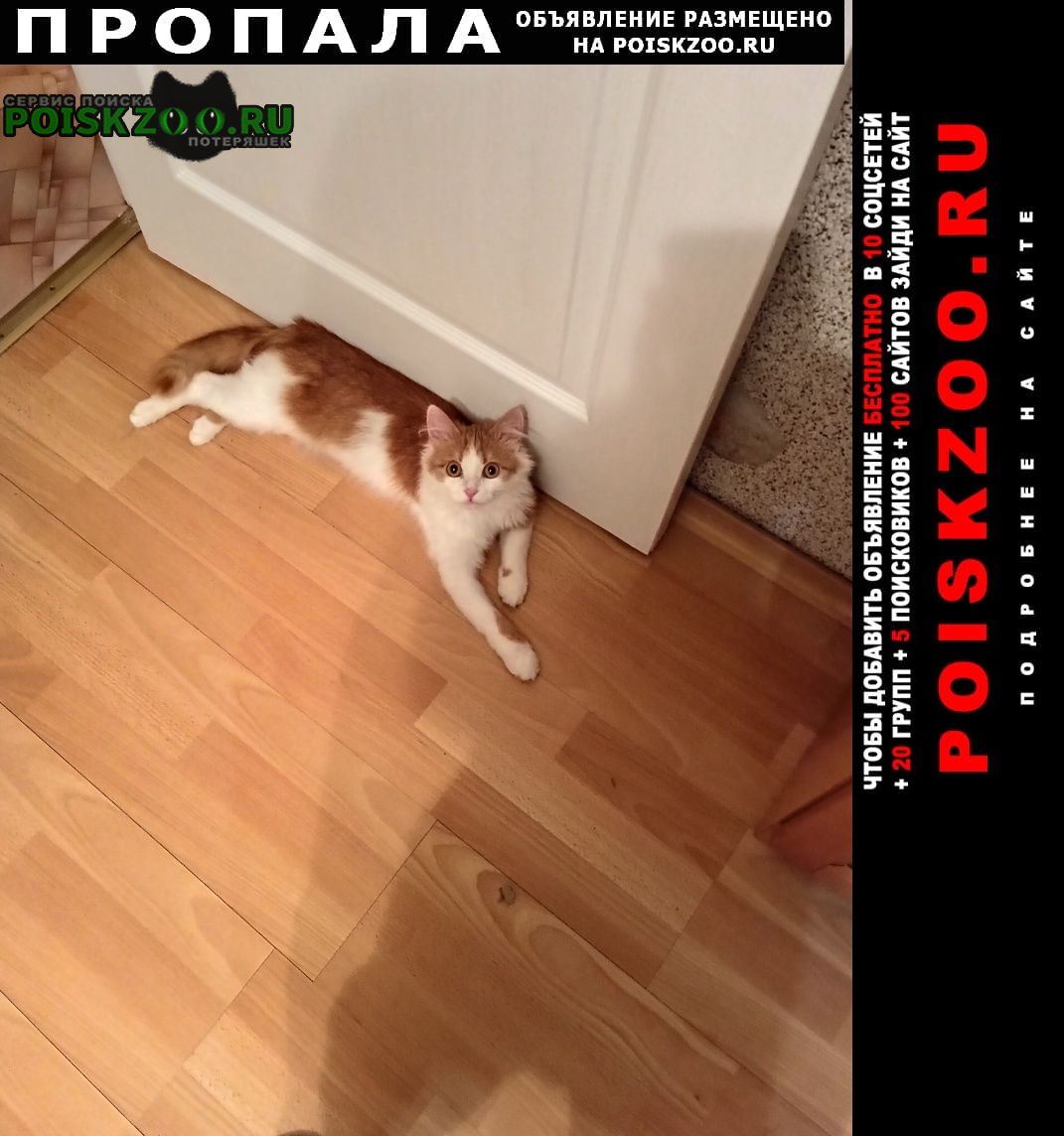 Пропала кошка Зеленоград