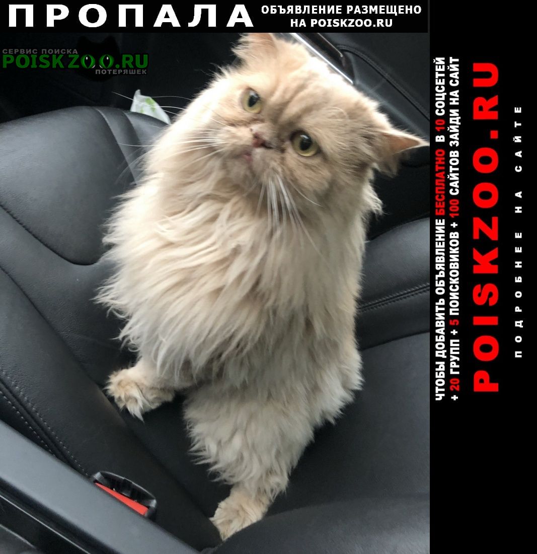 Санкт-Петербург Пропал кот