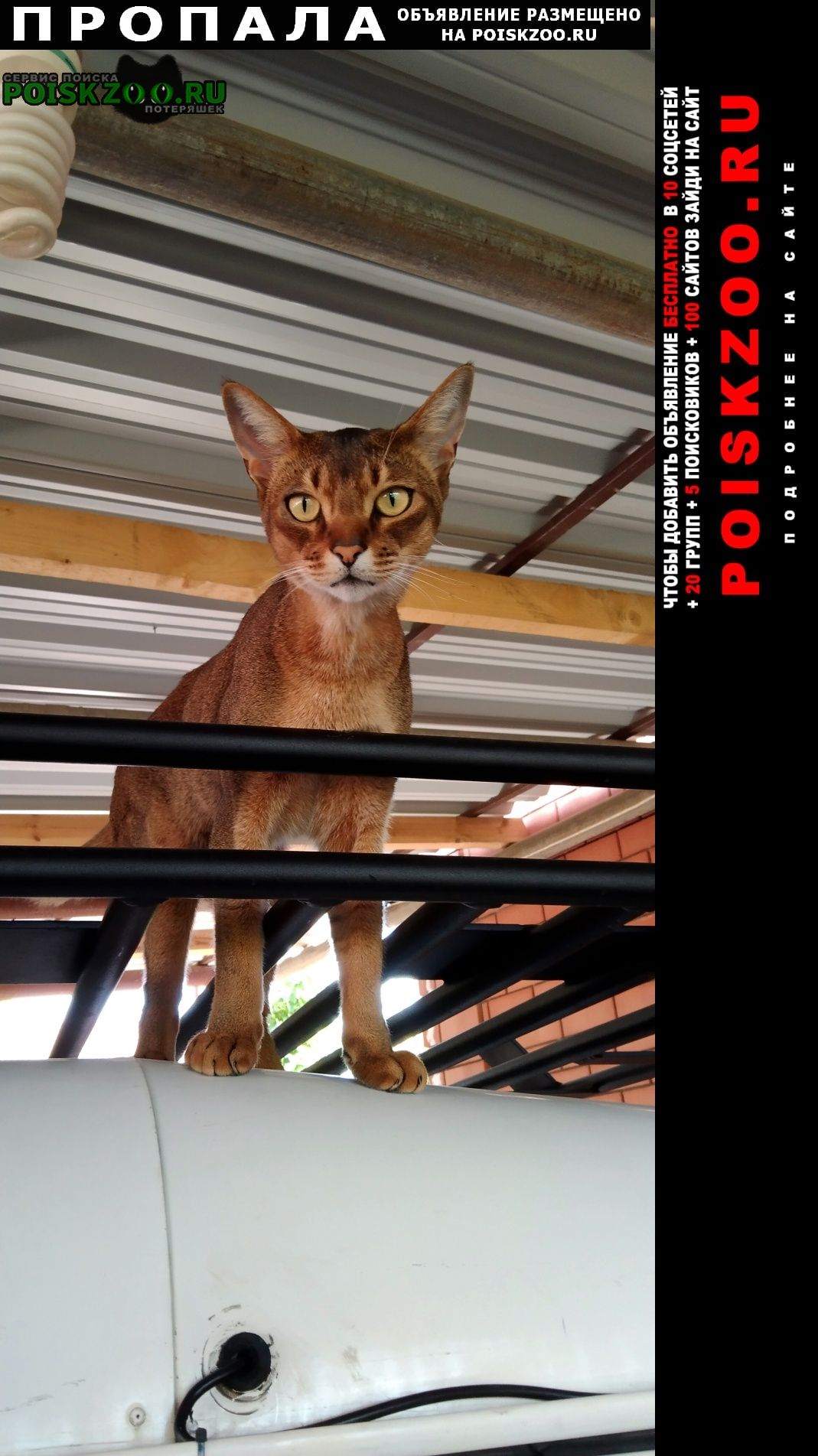 ���� ������ ���