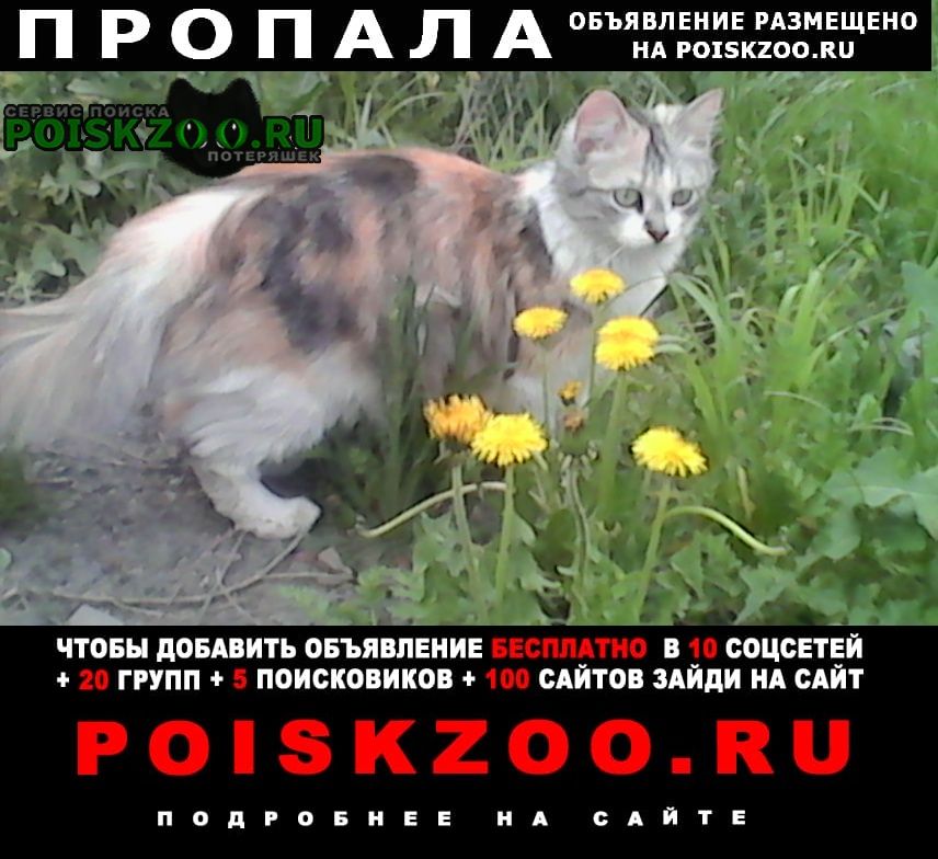 Пропала кошка Челябинск