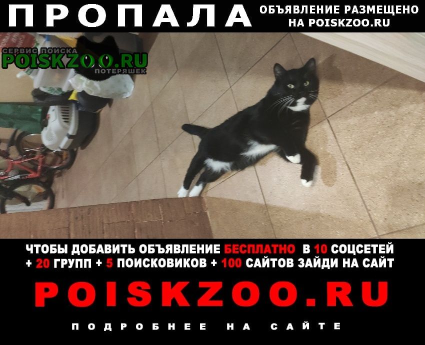 Пропал кот, метро коломенская Москва