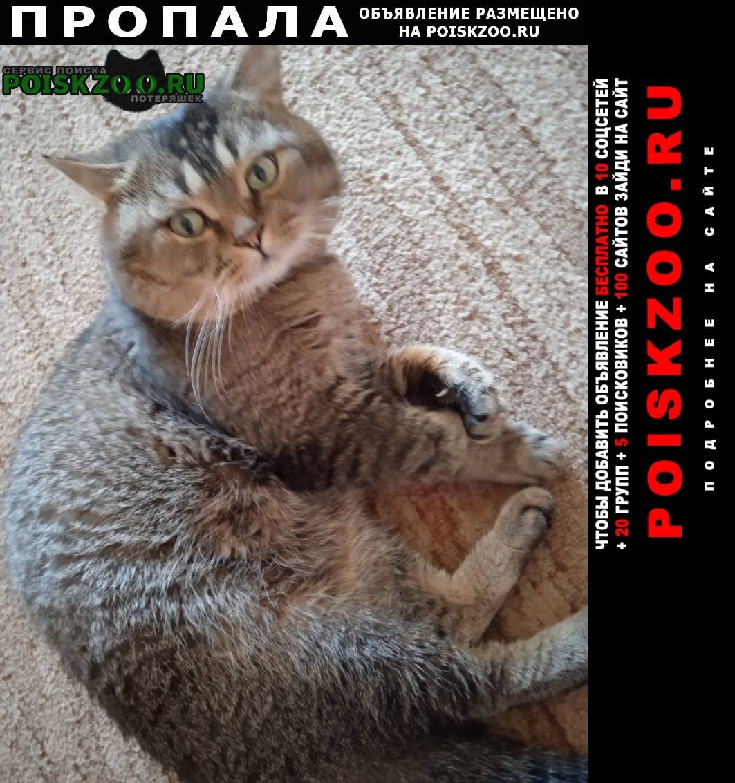 Красноармейск (Московская обл.) Пропал кот серый кот
