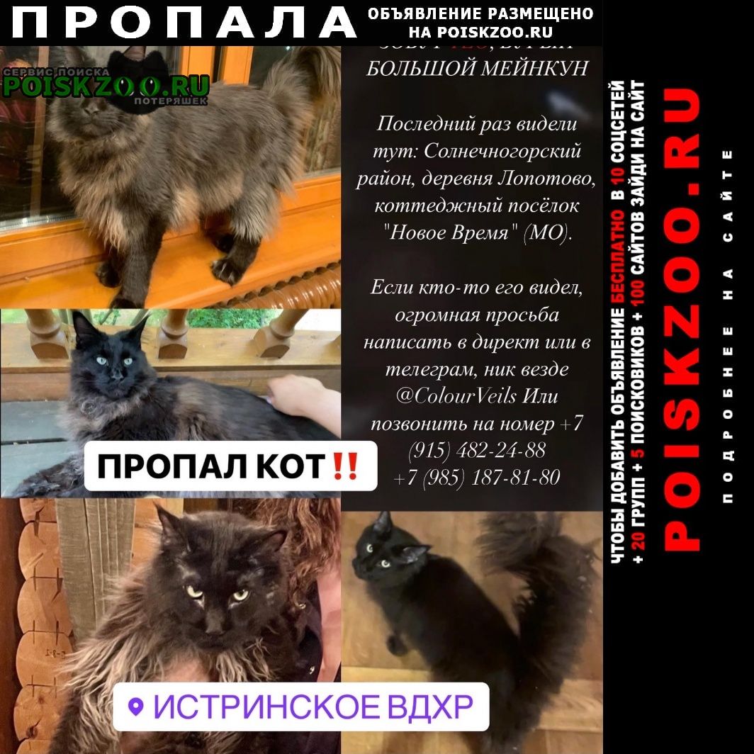 Пропал кот истринское водохранилище Солнечногорск