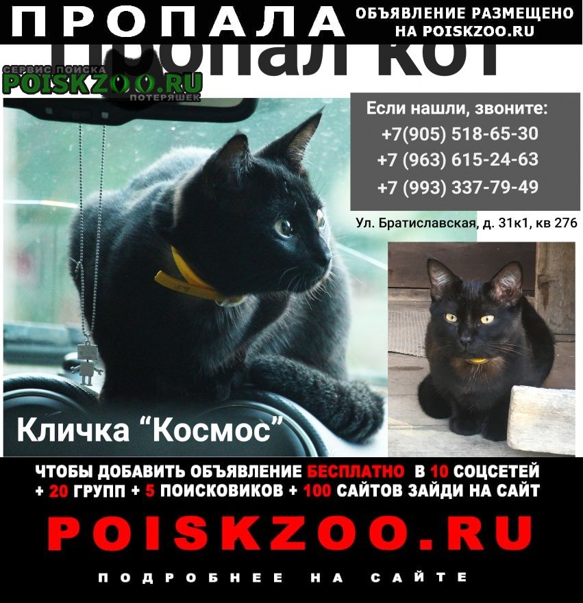 Москва Пропал кот чёрный подросток