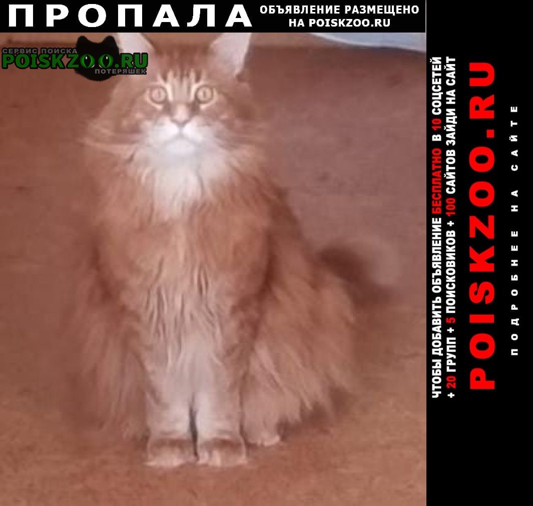 Москва Пропал кот локи, 5 лет.