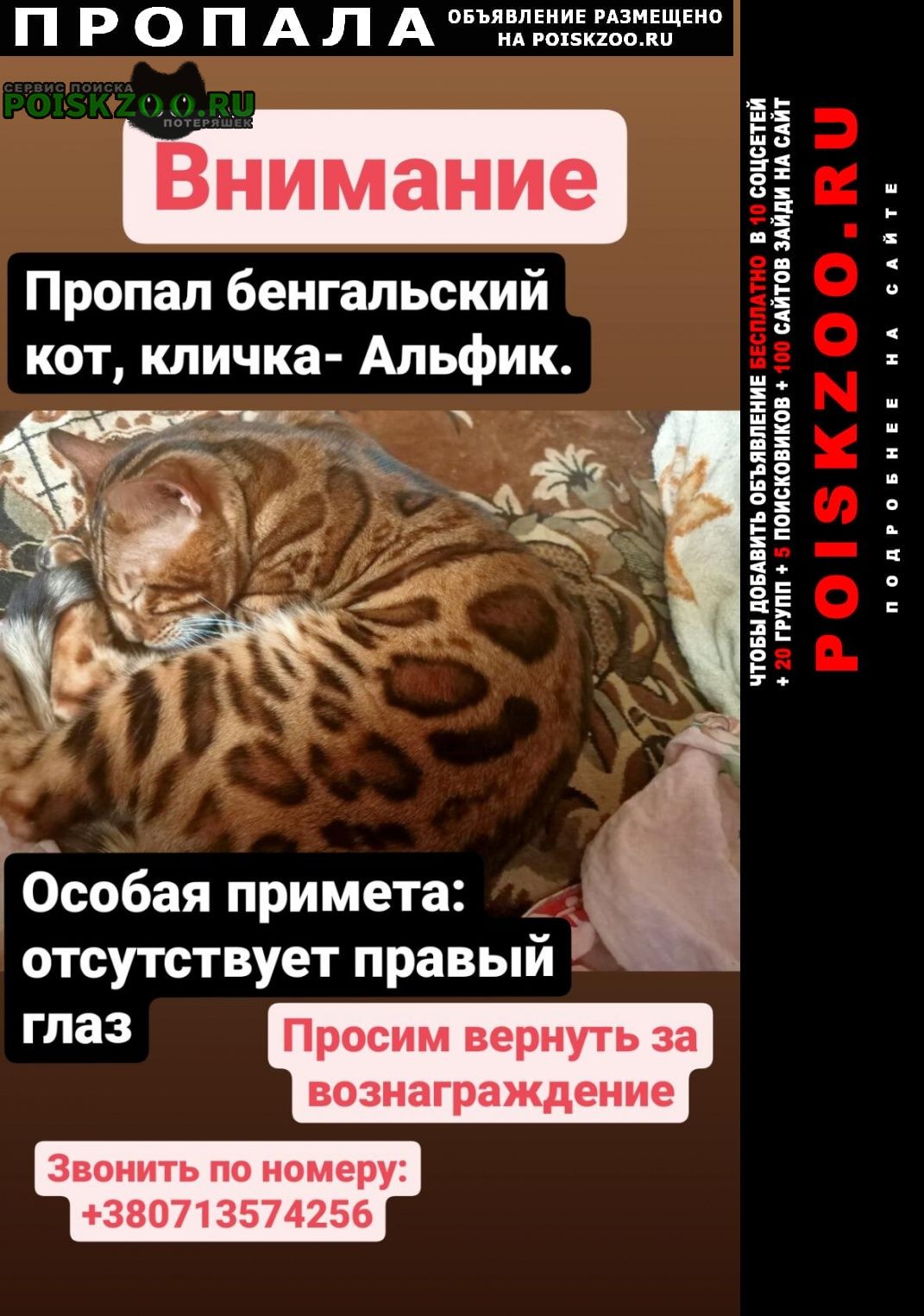 Макеевка Пропала кошка бенгальский кот по кличке альфик