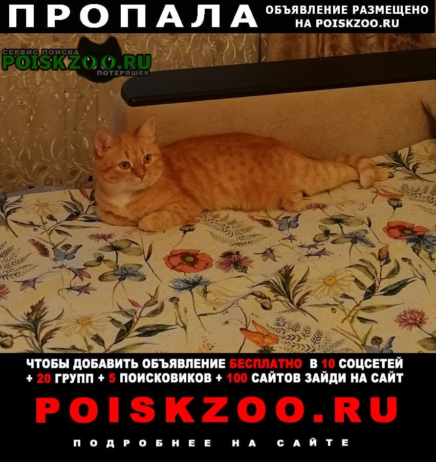 Пропала кошка помогите найти киску sos Москва