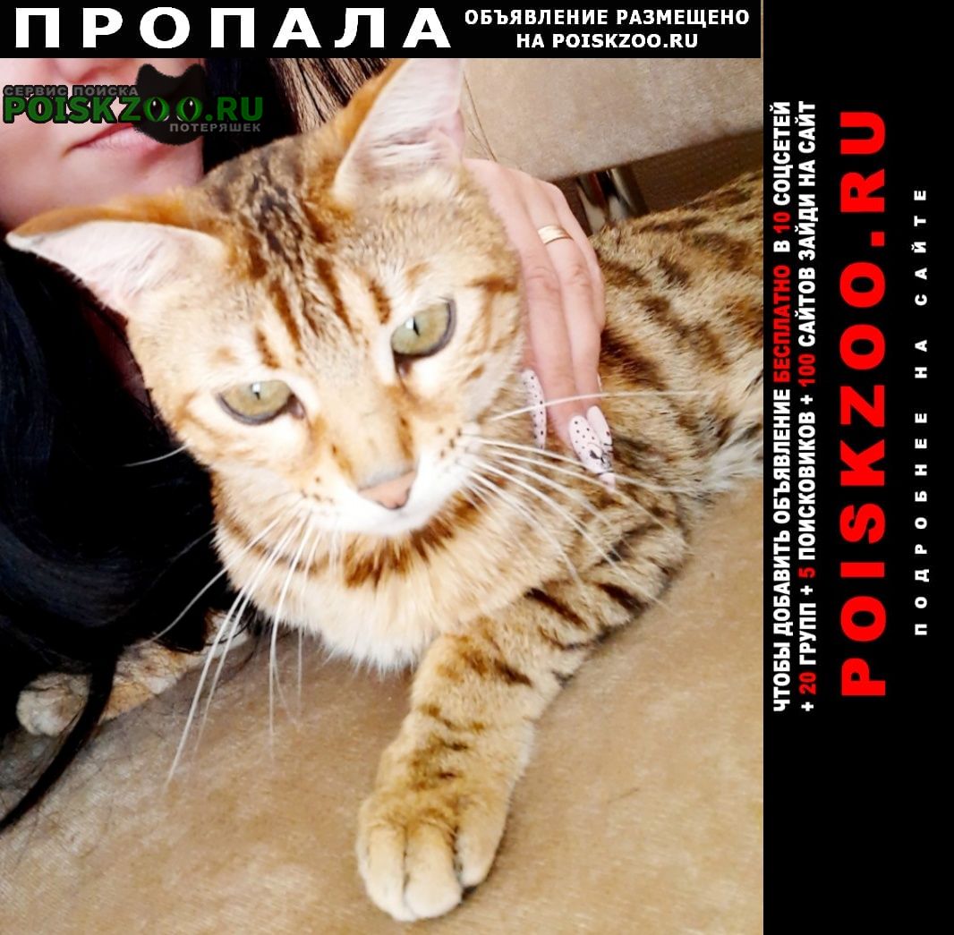 Барнаул Пропала кошка