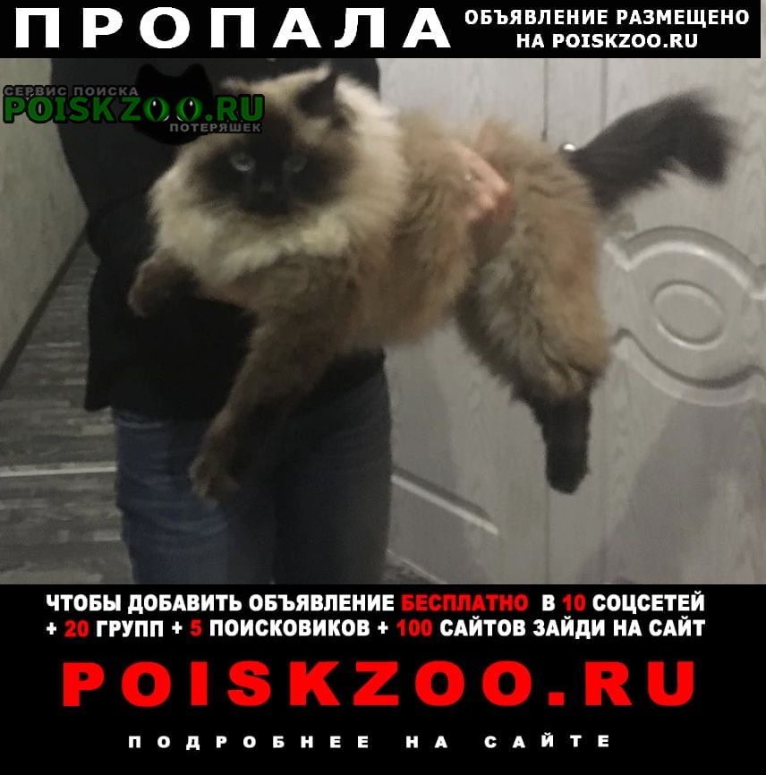 Санкт-Петербург Пропал кот любимый кот