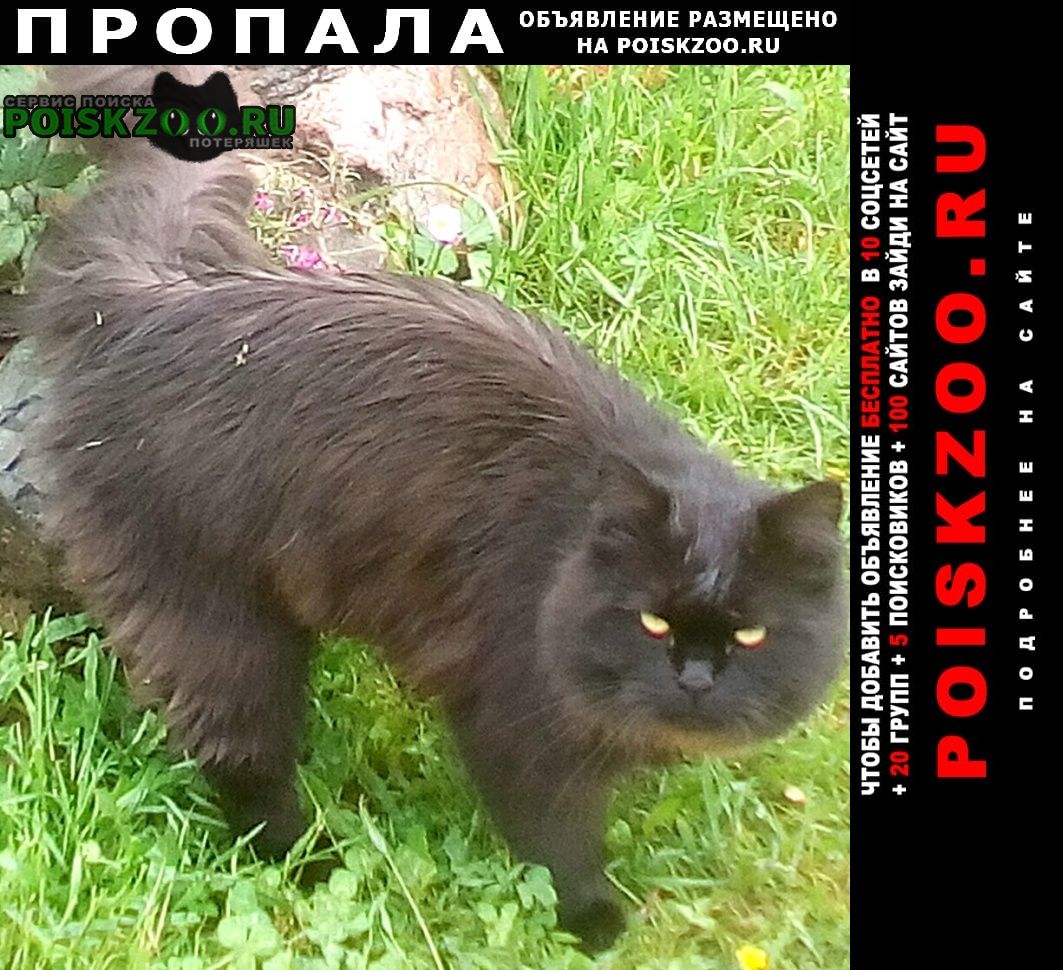 Пропал кот черный кот афанасово Иваново