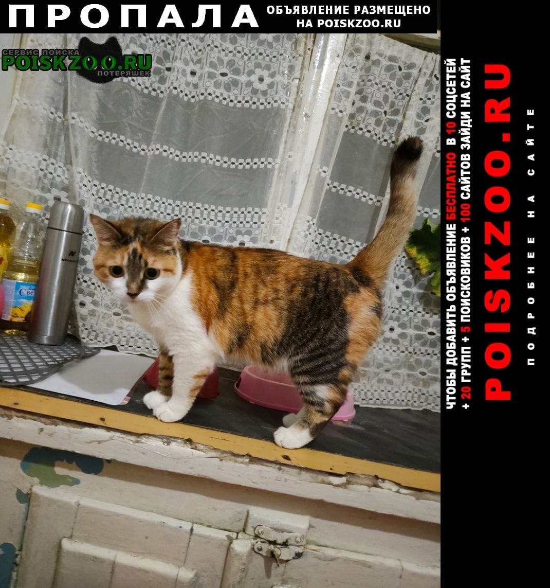Пропала кошка в поселке горького, но могли увезти Хабаровск