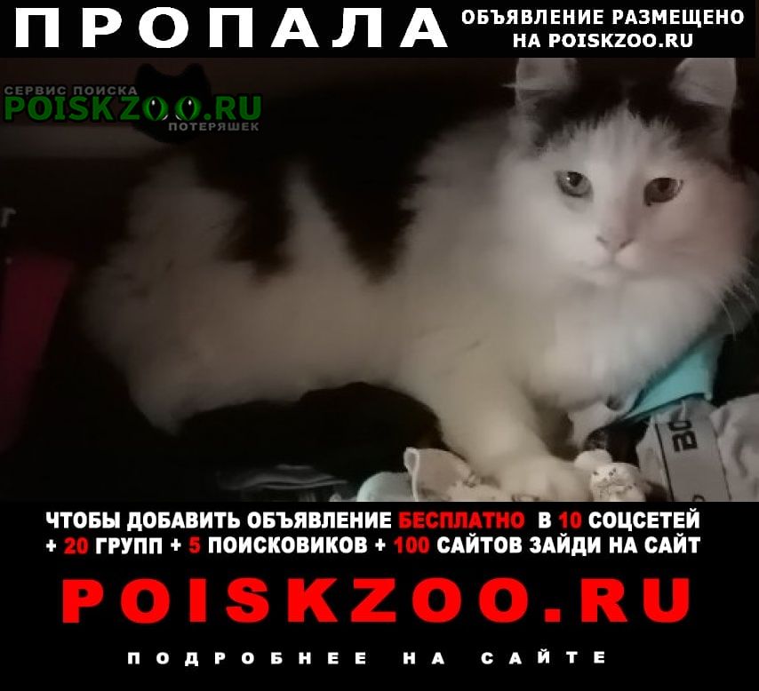 Бобруйск Пропал кот чёрно-белого окраса, ласковый.