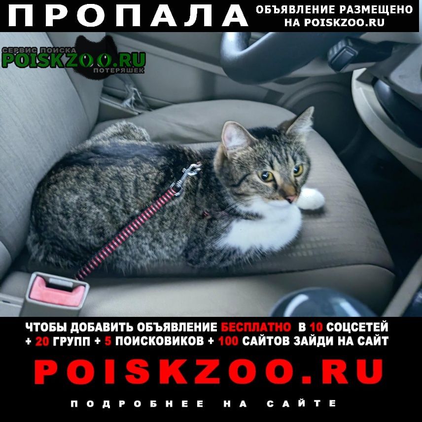 Волгоград Пропала кошка 1.5 года.