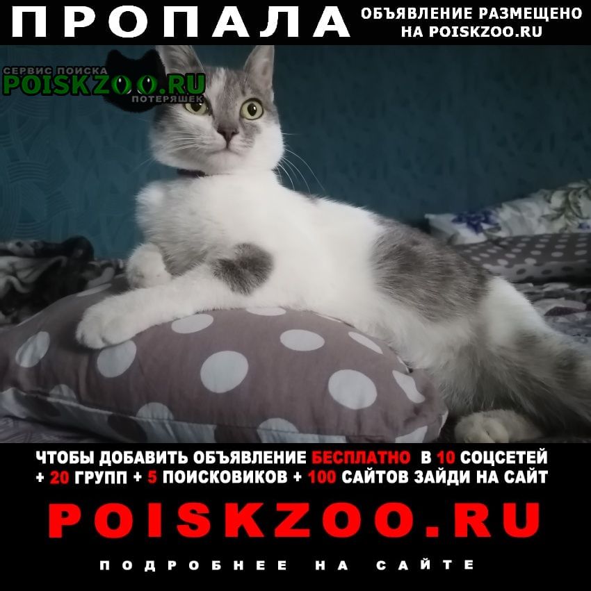 Пятигорск Пропал кот