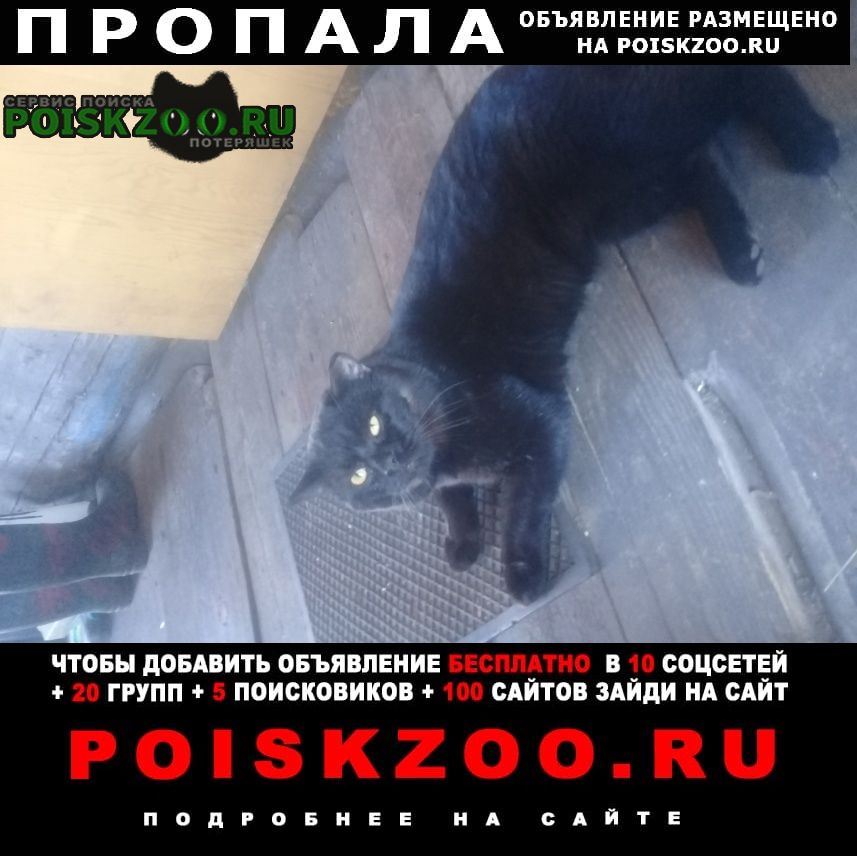 Усолье-Сибирское (Иркутская обл.) Пропал кот чёрный британский кот.