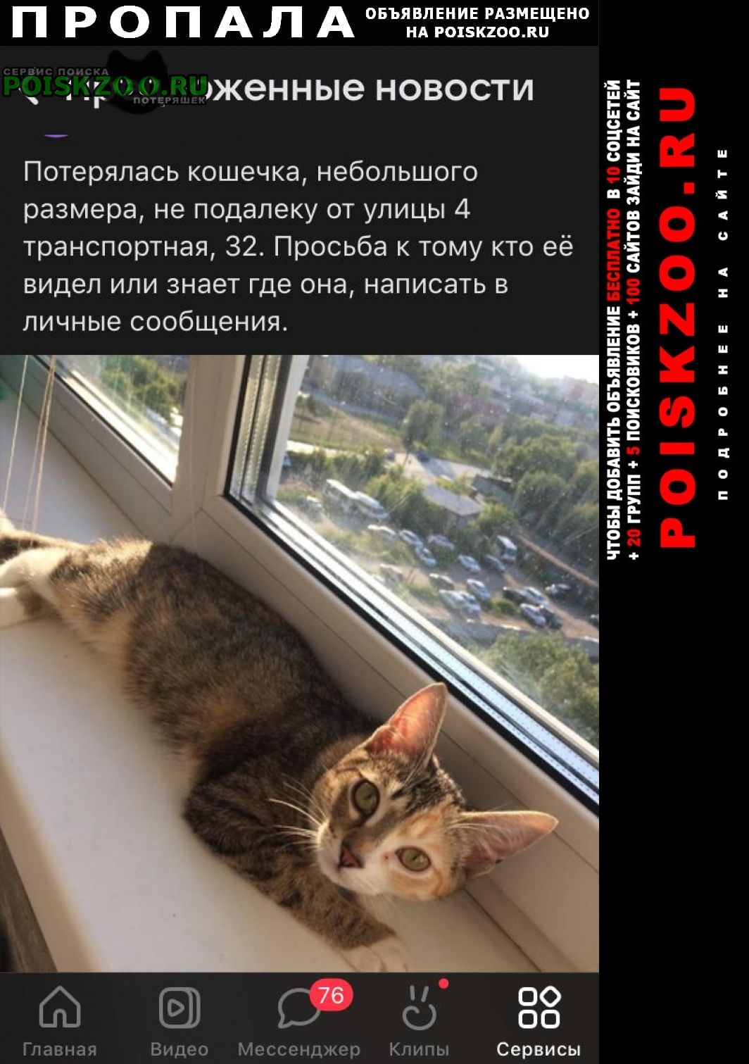 Пропала кошка помогите, за вознаграждение Омск