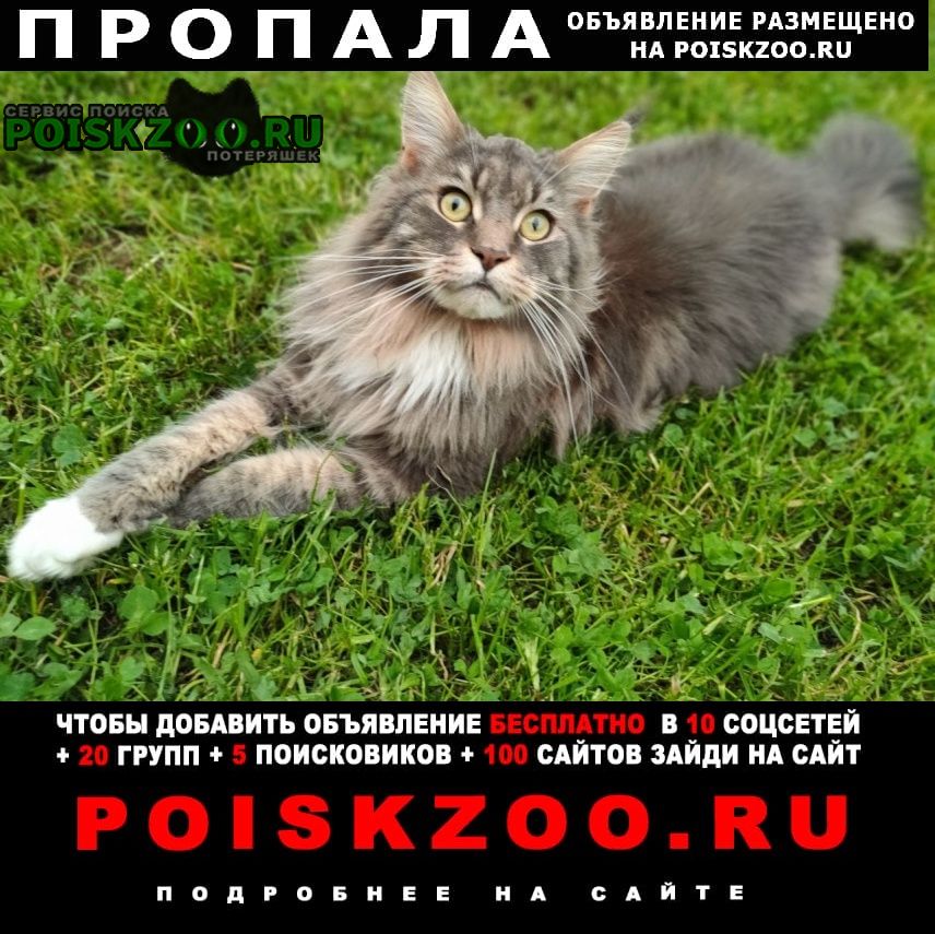 Москва Пропал кот породы мейн-кун