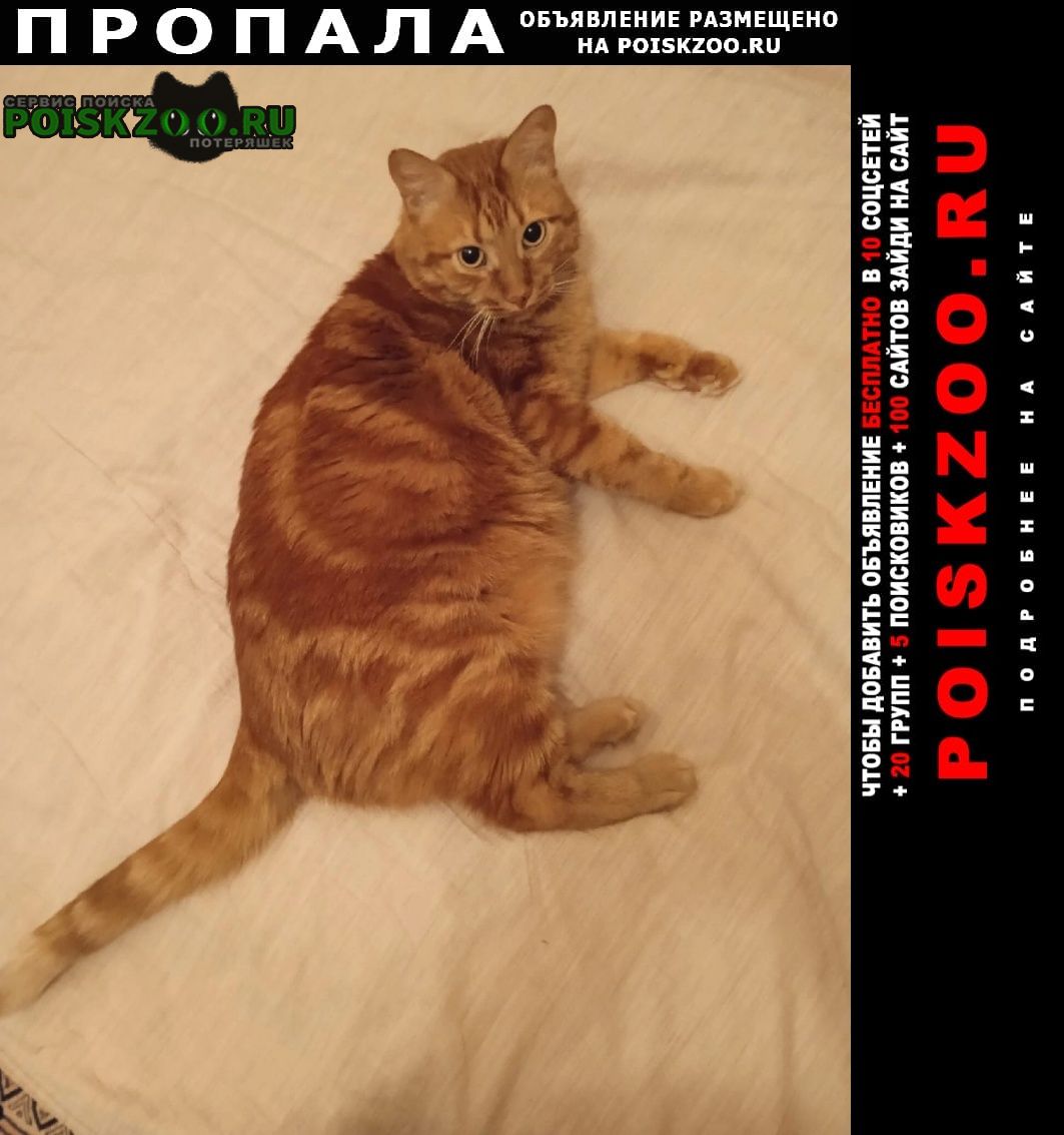 Пропал кот ищем кота.рыженький терракот Москва